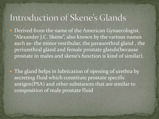 glande skene|Skene Glands: Location, Function, and Related Conditions